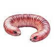 © Ploysaii - Pinkish-Red Earthworm Curled in Semi-Circle with Detailed Texture