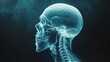 © TA Design - A detailed x-ray image of a human skull in profile, showcasing the structure of the head, jaw, and spine against a dark background.