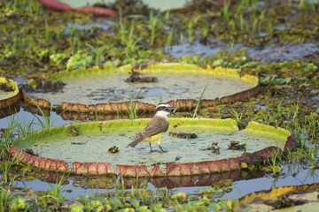 Wall Mural - Great Kiskadee (Pitangus sulphuratus) perched on a leaf of the Giant Waterlily (Victoria amazonica), Pantanal, Mato Grosso, Brazil, South America