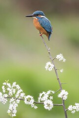 Wall Mural - Kingfisher (Alcedo atthis), male, on blackthorn branch, Hesse, Germany, Europe