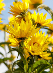 Wall Mural - A bunch of yellow flowers with green leaves