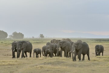 Herd of African Bush Elephants (Loxodonta africana), Amboseli National Park, Rift Valley Province, Kenya, Africa