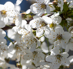 Wall Mural - white cherry flowers as background.