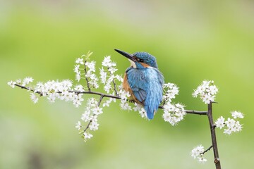 Wall Mural - Kingfisher (Alcedo atthis), male on blackthorn branch, Hesse, Germany, Europe