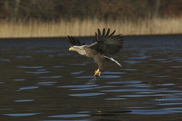 Wall Mural - White-tailed Eagle or Sea Eagle (Haliaeetus albicilla) taking flight from a lake with a fish in its talons