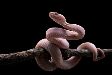 Wall Mural - trimeresurus purpureomaculatus on branch, mangrove pit viper with defensive position on branch