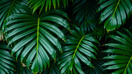 Wall Mural - Monstera and palm leaves jungle texture