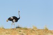 © Thomas Dressler/imageBROKER - Ostrich (Struthio camelus), male walking on the ridge of a grass-grown sand dune, Kalahari Desert, Kgalagadi Transfrontier Park, South Africa, Africa