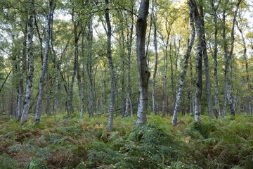  Fern in birch forest, nature reserve Beversee, Bergkamen, Ruhr area, North Rhine-Westphalia, Germany, Europe