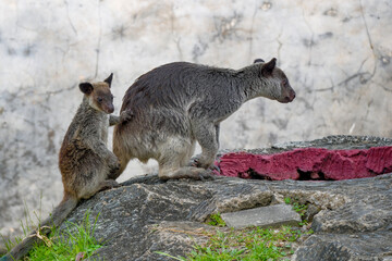 Wall Mural - The Grizzled Tree-Kangaroo (Dendrolagus inustus) is a tree-dwelling