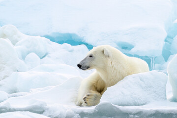 Wall Mural - male polar bear (ursus maritimus) on ice