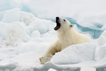 Wall Mural - male polar bear (ursus maritimus) on ice