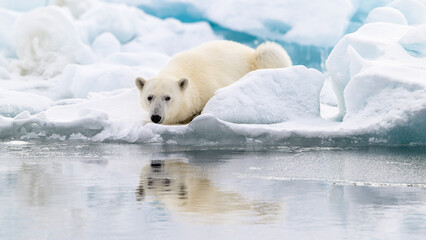 Wall Mural - male polar bear (ursus maritimus) on ice