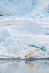 Wall Mural - male polar bear (ursus maritimus) on ice