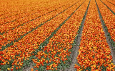 Wall Mural - Blooming tulip field, flowering tulips (Tulipa) Holland, The Netherlands, Europe