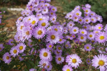 Wall Mural - Bountiful amount of pink flowers of Michaelmas daisies in October