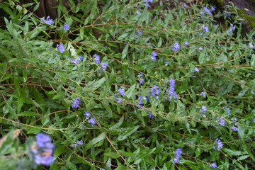 Wall Mural - Moist leafage and purple flowers of Caryopteris clandonensis in September