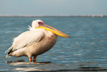 African wild birds. A lone Great pelican on a blue lagoon on a sunny day