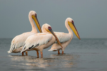 African wild birds. Great pelicans on the blue lagoon on a summer morning