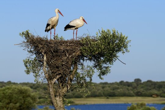White storks (Ciconia ciconia), adult animal couple sitting on nest over a lake, National Park Coto de Doñana, Andalusia, Spain, Europe