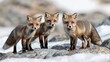© artzone - Three Red Foxes in Snowy Landscape