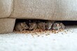 © ChaoticMind - Group of mice gather under sofa, foraging for crumbs in cozy living room setting during daytime