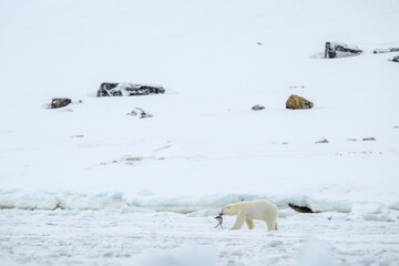 Wall Mural - female polar bear (ursus maritimus) on snow with dead bird