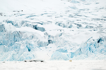 Wall Mural - polar bear walking in front of glacier, svalbard