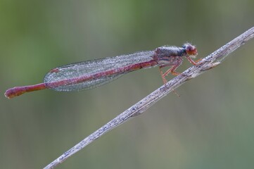 Wall Mural - Small red damselfly (Ceriagrion tenellum)