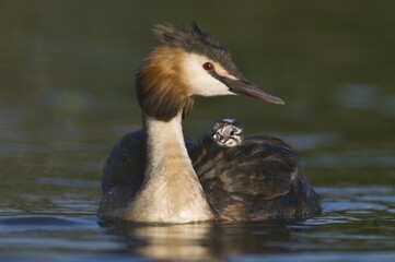 Wall Mural - Great Crested Grebe (Podiceps cristatus) with chick on back