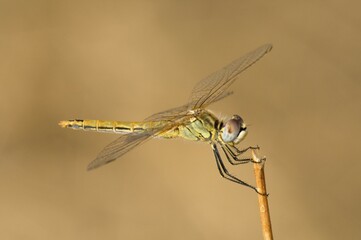 Wall Mural - Red-veined Darter (Sympetrum fonscolombii), male, Leptokaria, Greece, Europe