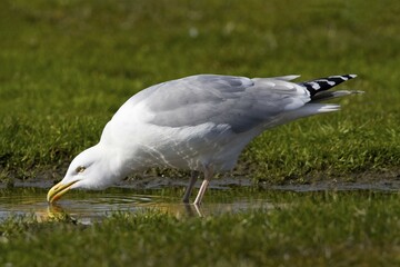 Wall Mural - Herring Gull (Larus argentatus) drinking water from a puddle, Buesum, North Sea coast, Schleswig-Holstein, Germany, Europe