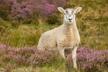 Wall Mural - lamb in summertime, well grown lamb, free roaming and stood in blooming purple heather in the yorksh