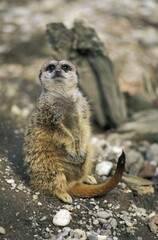 Suricate ( Suricata suricatta )