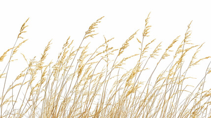 Naklejka na meble Dry Grass Swaying Gently Against a Pure White Background in a Serene Natural Display.