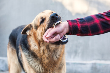 Wall Mural - A male German shepherd bites a man by the hand.