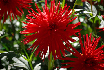 dahlia cactus rouge carmin au jardin en été