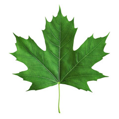 Isolated Maple Leaf