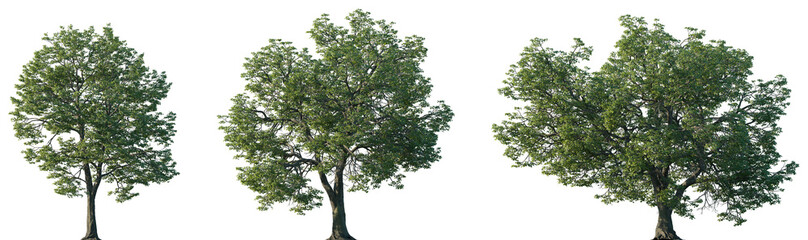 Wall Mural - set of quercus michauxii (the swamp chestnut oak) isolated png in sunny daylight on a transparent ba