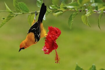 Wall Mural - Altamira oriole (Icterus gularis), Corozal District, Belize, Central America