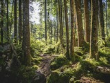 Zauberwald, Ramsau, Berchtesgaden National Park, Berchtesgadener Land, Upper Bavaria, Germany, Europe