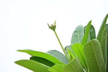 Wall Mural - beautiful green leaf texture in springtime, water drop on frangipani leaves