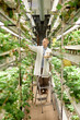 © Seventyfour - Scientist wearing white lab coat standing on stepladder and examining plants in indoor garden. Shelves filled with greenery surround him inside modern agricultural facility