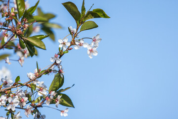 Wall Mural - cherry blossom, branches of white flowers and green leaves