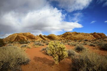 Wall Mural - Cholla cactus (Cylindropuntia), Rainbow Vista, red sandstone rocks, Mojave desert, sandstone formation, Valley of Fire State Park, Nevada, USA, North America