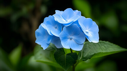 Poster - Delicate Blue Hydrangea Blossoms Surrounded by Green Foliage in Natural Light Setting