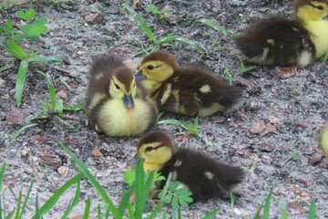 Wall Mural - Beautiful ducklings on grass in Florida nature, closeup