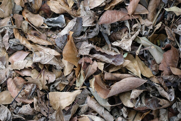 Wall Mural - Picture of dry leaves. Making fertilizer from dry leaves.
