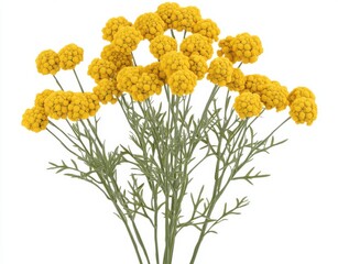 Wall Mural - A group of Common Tansy flowers (Tanacetum vulgare) isolated on white, perfect for collages, design projects, postcards, floral arrangements, wedding cards, and invitations