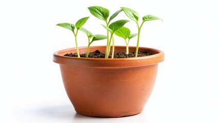 Wall Mural - Bean Sprout Plant in Flower Pot, Isolated White Background - Young Bean Bush, No Pods